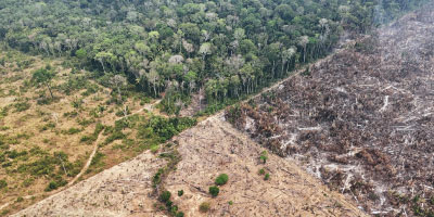 EU Extends Timeline for Deforestation Regulation Compliance - Fera Encourages Companies to Use This Time to Prepare by Testing Products