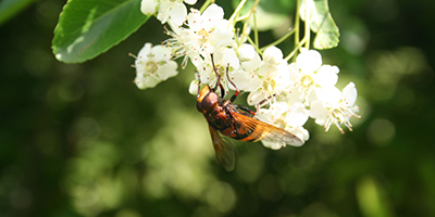Asian Hornet sightings 