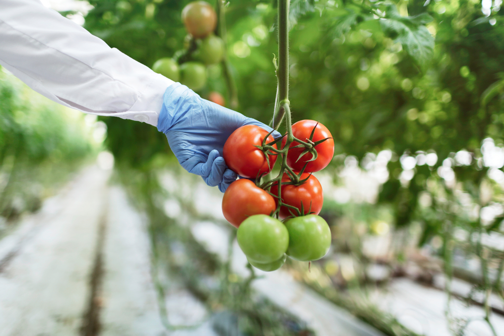 Game-changing Biostimulant for UK Tomato Growers