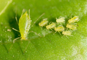 Fera and Albert Bartlett Take Action to Maintain the High Health Status of Scottish Seed Crops