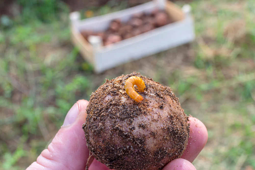 Fera launches new wireworm DNA barcoding test to support growers 