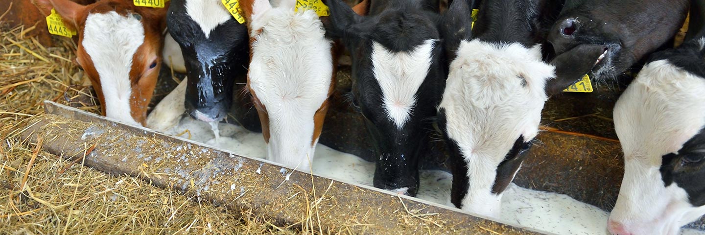 Veterinary Medicine Residues Testing Veterinary Medicine Residues Testing