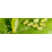 Aphid monitoring in seed potatoes - 8 samples + Trap