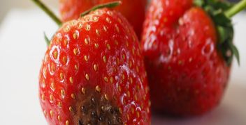 Strawberry black spot <em>(Collectotrichum acutatum)</em> in plants (Non-symptomatic)