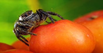 Identification of Storage Insects and Mites