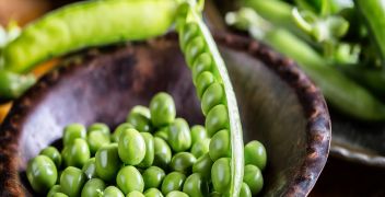Pea bacterial blight - <em>Pseudomonas syringae</em> pv. <em>pisi</em> - Pea seed (5,000 seeds)