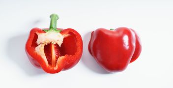 Bacterial spot - <em>Xanthomonas</em> spp. - tomato or pepper (10,000 seeds)