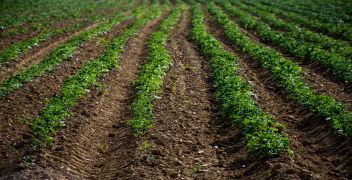Potato spindle tuber viroid seed test by TaqMan® - (1000 seed)