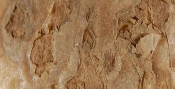 Scab testing: powdery (<em>Spongospora</em>) & common (<em>Streptomyces</em>)