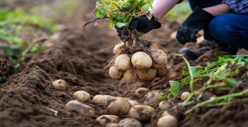 Wireworm Identification via DNA Barcoding
