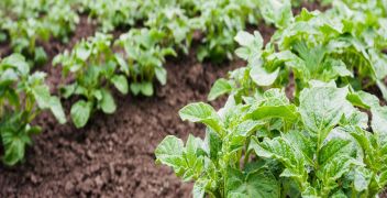 Rapid direct tuber test for virus in Potato (PVY + 2 Viruses)