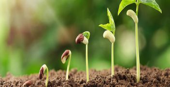 Detection of EU authorised GM ingredients in food and feed (Qualitative Screen) 