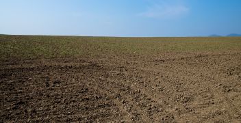 Soil Bait Tests: Phytophthora (except P. fragariae, P. Rubi, and P. idaei) and Pythium