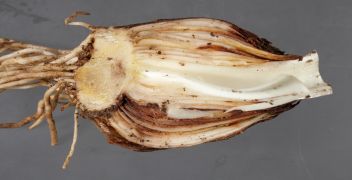 Stem Nematode Analysis
