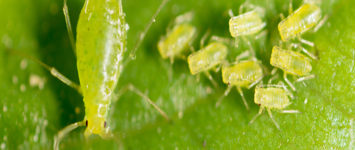 Aphid monitoring in seed potatoes - 8 samples