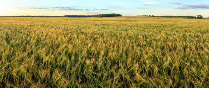 Cereals: Barley mild mosaic virus and Barley yellow mosaic virus
