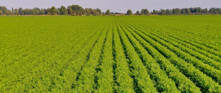 Alternaria spp. Seed Test