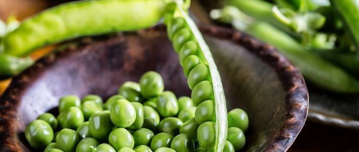 Pea bacterial blight - <em>Pseudomonas syringae</em> pv. <em>pisi</em> - Pea seed (5,000 seeds)