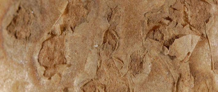 Scab testing: powdery (<em>Spongospora</em>) & common (<em>Streptomyces</em>)