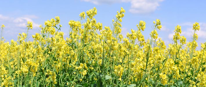 Detection of Oilseed rape GMOs in seed (Qualitative Screen)