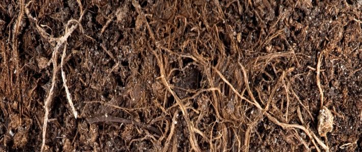 Club root (<em>Plasmodiophora brassicae</em>) in soil  presence or absence.