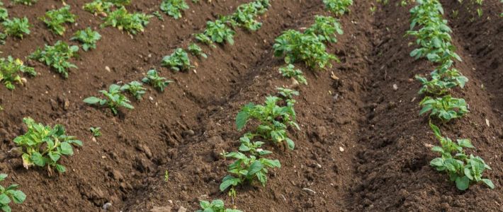 Spraing soil bait test - potato mop top virus and tobacco rattle virus (PMTV & TRV)