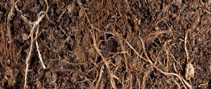 Club root (<em>Plasmodiophora brassicae</em>) in soil  presence or absence.