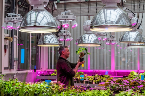 Plant Metabolism Studies