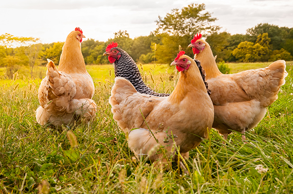 Animal Metabolism Studies
