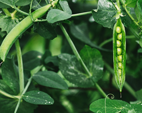 Pea bacterial blight - Pseudomonas syringae pv. pisi - Pea seed