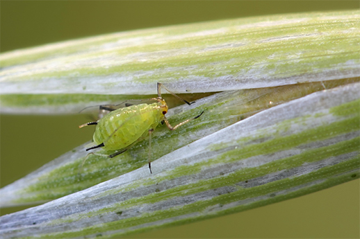 Insect Monitoring Services 