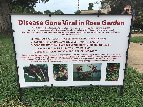 rose rosette virus