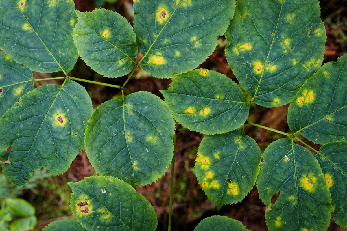plant clinic crop health testing