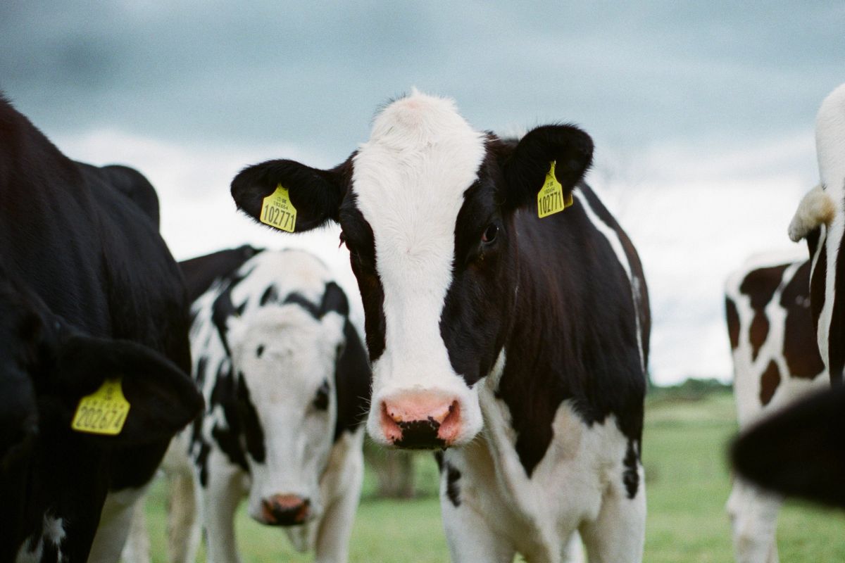 veterinary medicine residue testing