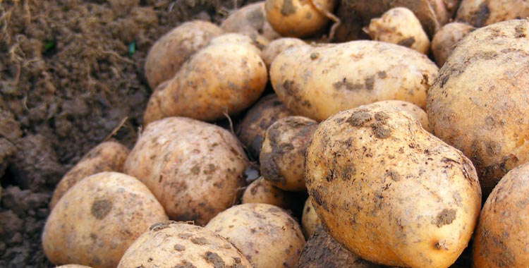 fera potatoes soil